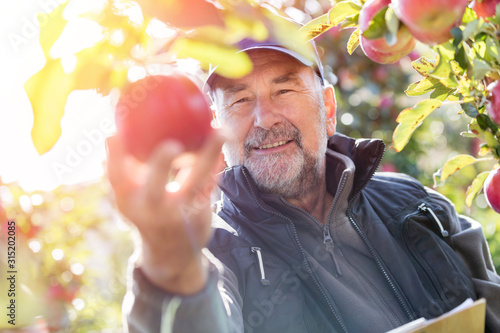 Smiling male farmer harvesting apples in sunny orchard photo