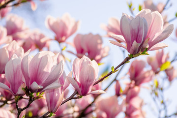 Gartenposter Blumen Magnolienbaumblüte im Frühling. zartrosa blumen baden im sonnenlicht. warmes Aprilwetter  © Pellinni