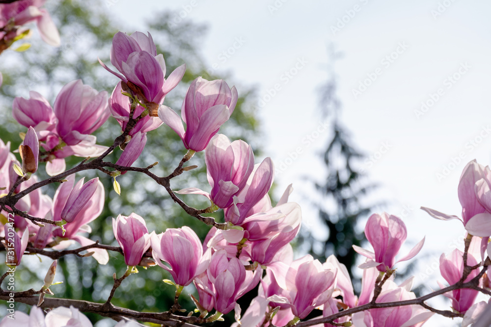 Obraz premium pink blossom of magnolia tree. big flowering on the twigs in sunlight. spring season in the garden. bright ornamental background