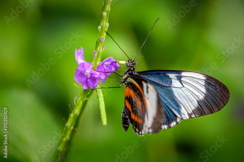 Heliconius cydno or the cydno longwing butterfly © FotoCorn