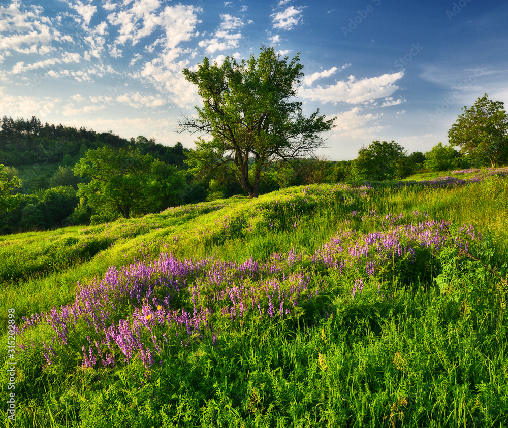 morning valley. picturesque spring dawn