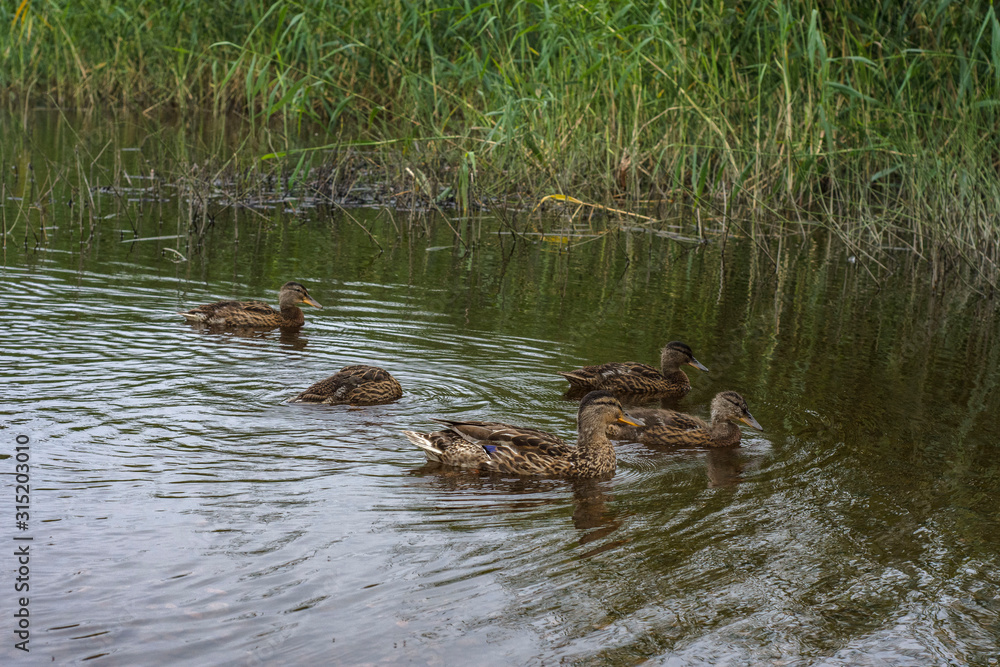 landscape lake trees summer ducks sky outdoors landscape lake trees summer ducks sky outdoors