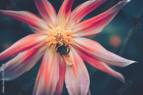 honey bee pollinated of pink flower  vintage style © joeycheung