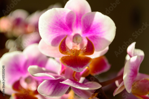Detail of the petals of the flowers of a nice pink and violet ochid indoor plant