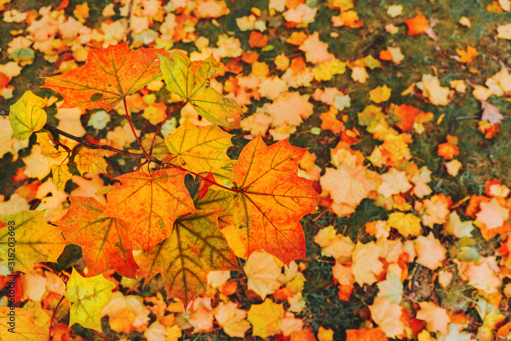Maple leaves in autumn season in park. Selective focus