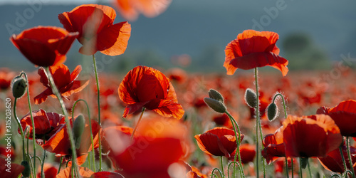 blooming field of red poppy flowers at sunset. abstract nature blur. nature scenery with blurred background in evening light #315203620