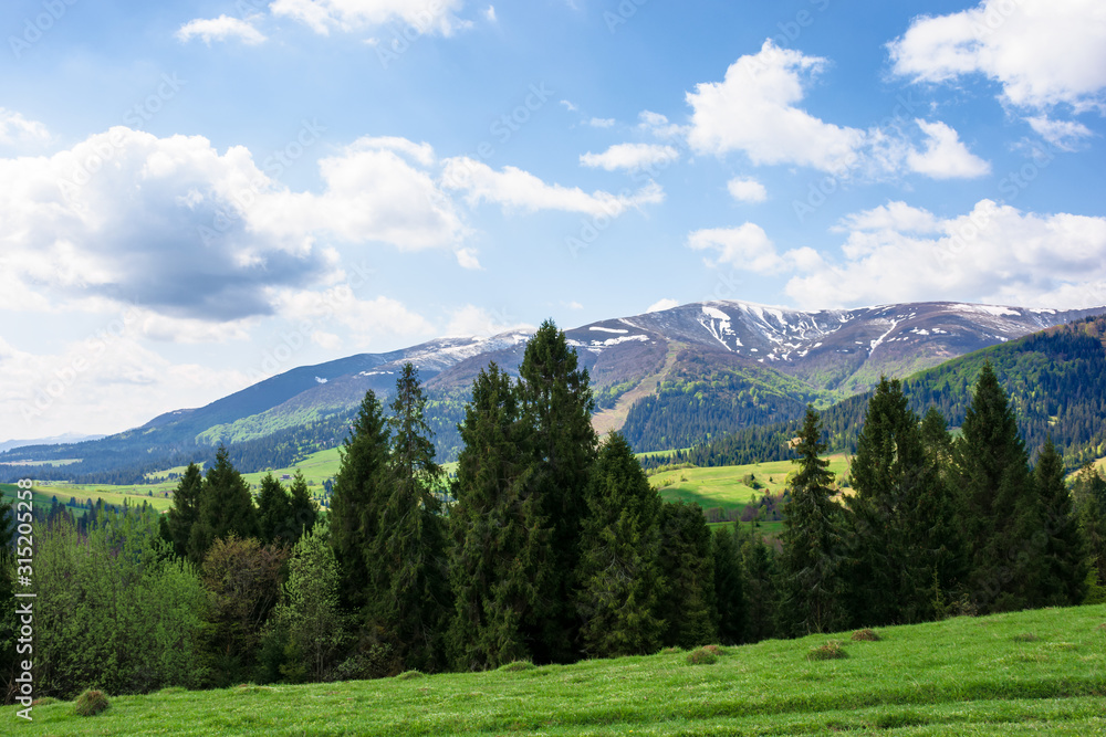 mountain landscape in spring. fir forest on the green grassy meadow. ridge with snow capped tops in the distance. wonderful sunny weather with fluffy clouds on the blue sky