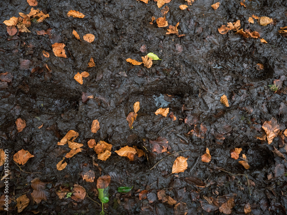 Boot prints in a mud and brown fallen leafs, autumn and winter season, Concept outdoors activity, Boot prints in a mud and brown fallen leafs, autumn and winter season, Concept outdoors activity,
