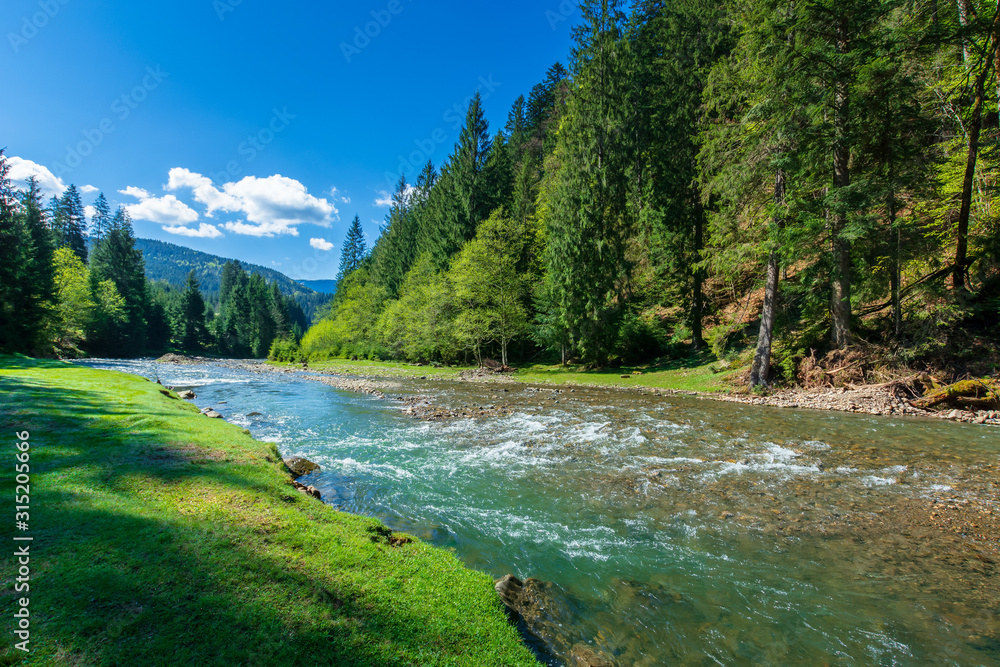 nature scene with mountain river. spring vacation in sunny valley of synevyr national park, ukraine. grassy meadow on the shore, ridge in the distance. beauty of tranquil ecology environment