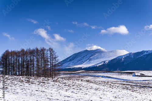 雪景色のカラマツの丘