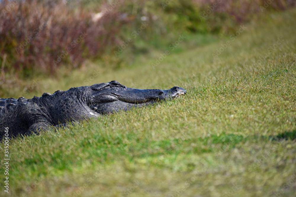Obraz premium Florida Alligators in Natural Wild Nature Preserve Habitat