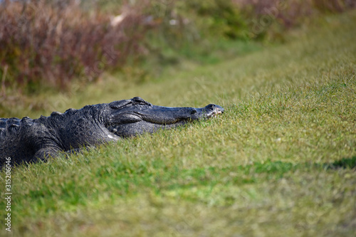 Florida Alligators in Natural Wild Nature Preserve Habitat © Melissa Janssens