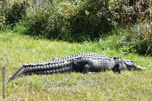 Florida Alligators in Natural Wild Nature Preserve Habitat