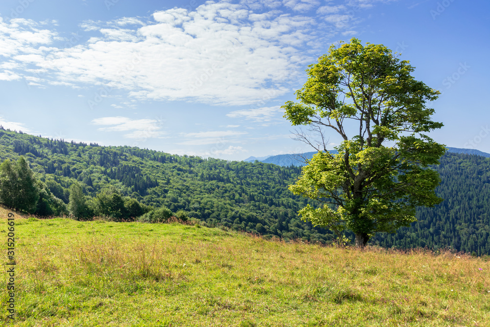 tree on the meadow in mountain scenery. beautiful summer landscape on a sunny day. wonderful weather at high noon with clouds on the blue sky