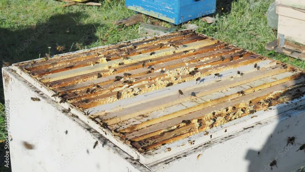 Winged bee slowly flies to beehive collect nectar on private apiary from live flowers. Apiary consisting of village beehive, floret dust on bee legs. Apiary it beehive for bees at background closeup. Winged bee slowly flies to beehive collect nectar on private apiary from live flowers. Apiary consisting of village beehive, floret dust on bee legs. Apiary it beehive for bees at background closeup.