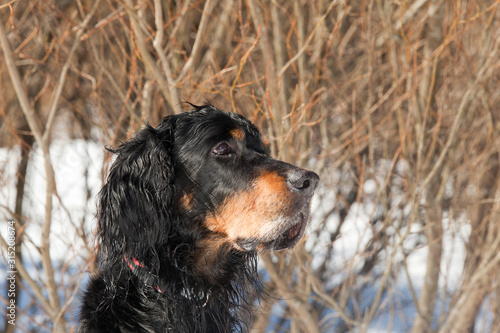  Dog breed Setter Gordon portrait in winter forest
