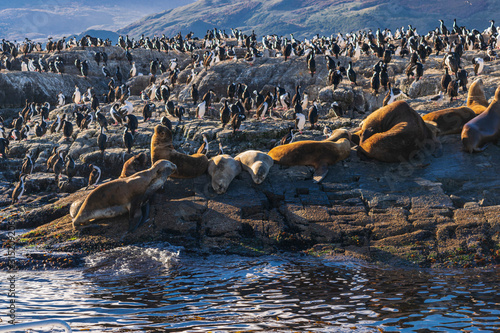 Group of cormorants and sea lions seen in the island of Los Pájaros, Beagle Channel, Ushuaia, Tierra del Fuego, Argentina