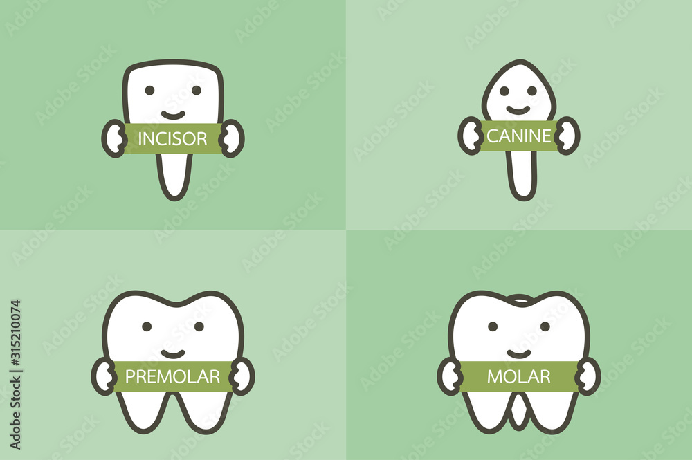 Fototapeta premium type of tooth ( incisor, canine, premolar, molar ) - dental cartoon vector flat style