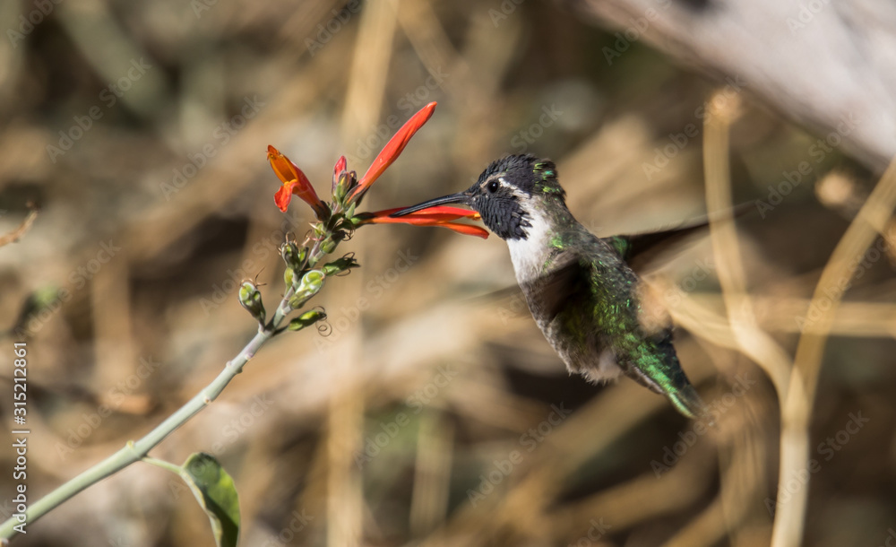 Obraz premium Costa's hummingbird on branch