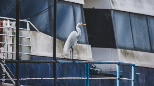 Ave na Baía de Guanabara, Rio de Janeiro - RJ, Brasil photo