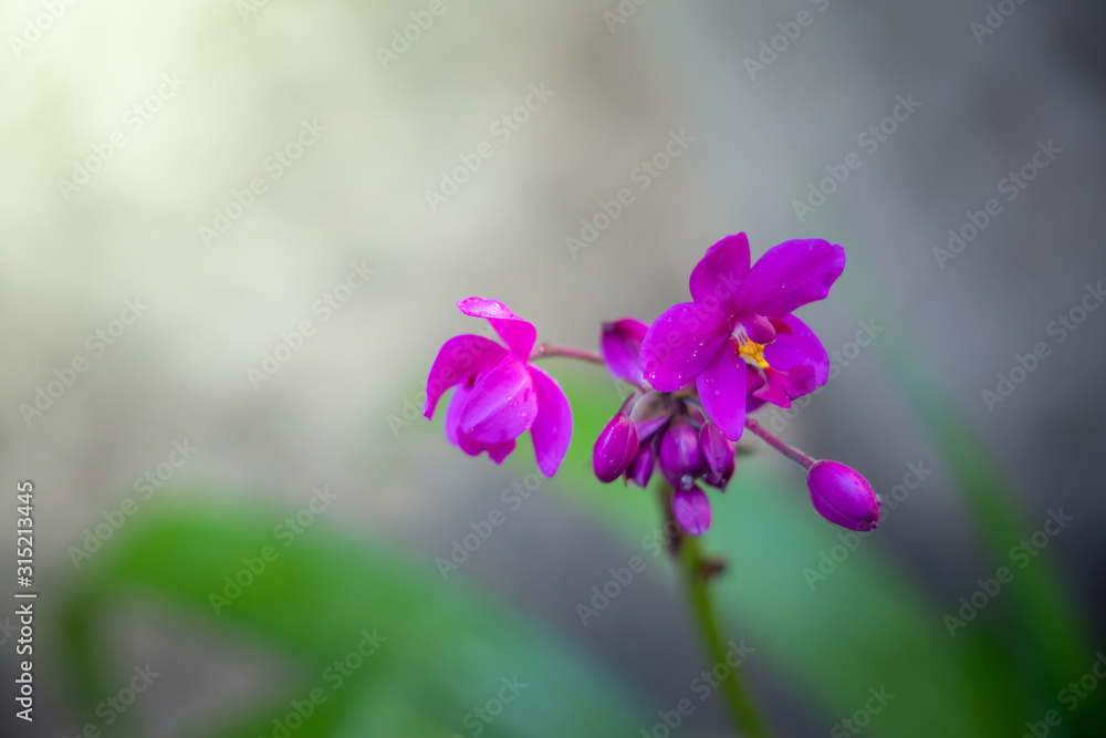 Beautiful blooming orchids in forest