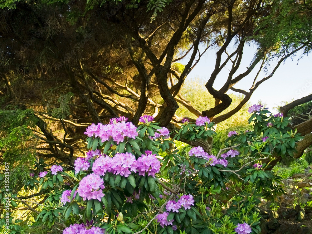 Naklejka premium Rhodadendrin