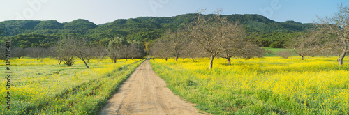Canvas Print Yellow Mustard, Upper Ojai, California