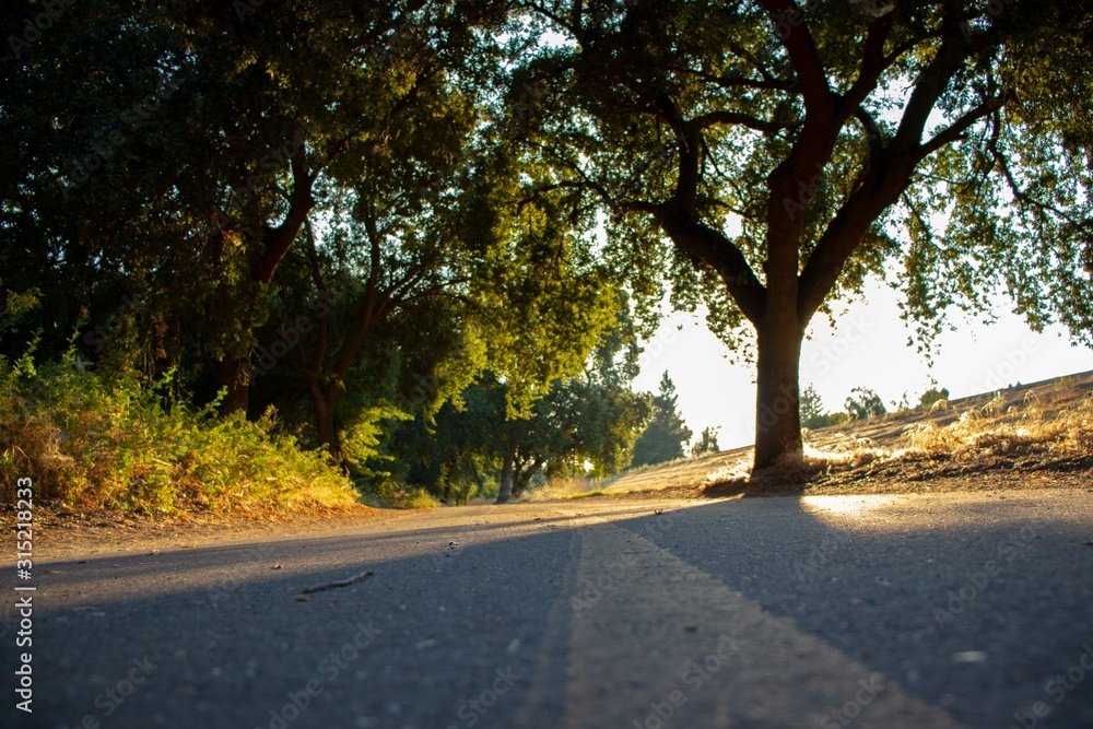 Fototapeta premium road in autumn