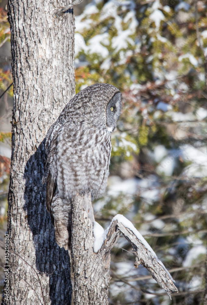 great gray owl hunting from tree great gray owl hunting from tree
