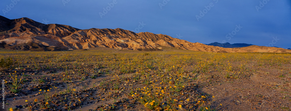 Spring Wildflowers, Death Valley, California
