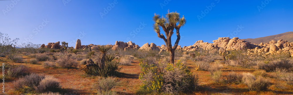 Spring in Joshua Tree National Park, California Spring in Joshua Tree National Park, California