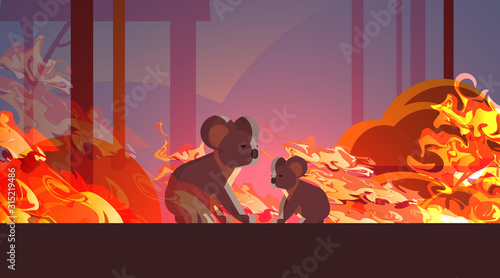 koalas escaping from fires in australia animals dying in wildfire bushfire natural disaster concept intense orange flames horizontal vector illustration