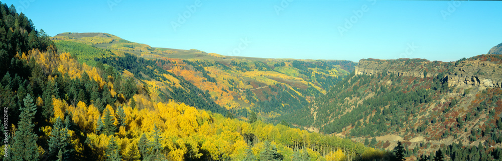 Aspens in Autumn near Cortez, Colorado