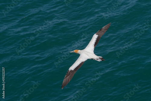 Soaring Southern Gannet (Takapu) 