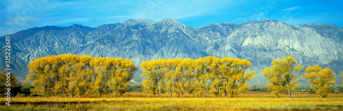 Autumn color along Highway 395  Sierra Nevada  California