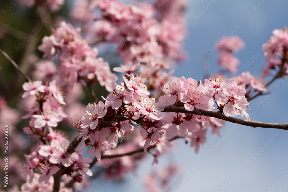 Spring Cherry Blossom on Branch with Sky Spring Cherry Blossom on Branch with Sky