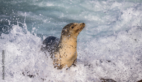 elephant seal in harbor