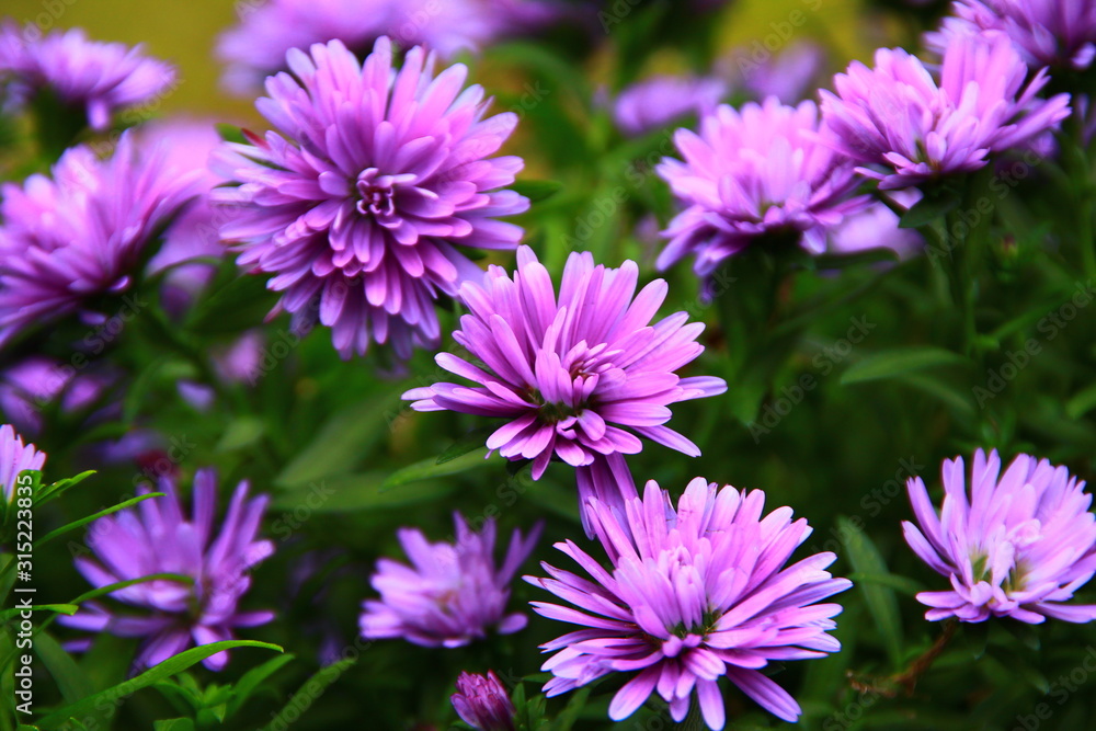Blossomed purple mum flowers on a cloudy day Blossomed purple mum flowers on a cloudy day