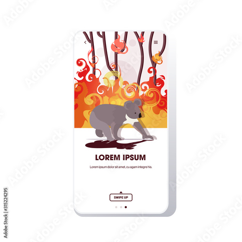koala escaping from forest fires in australia animals dying in wildfire bushfire natural disaster concept intense orange flames smartphone screen online mobile app vector illustration