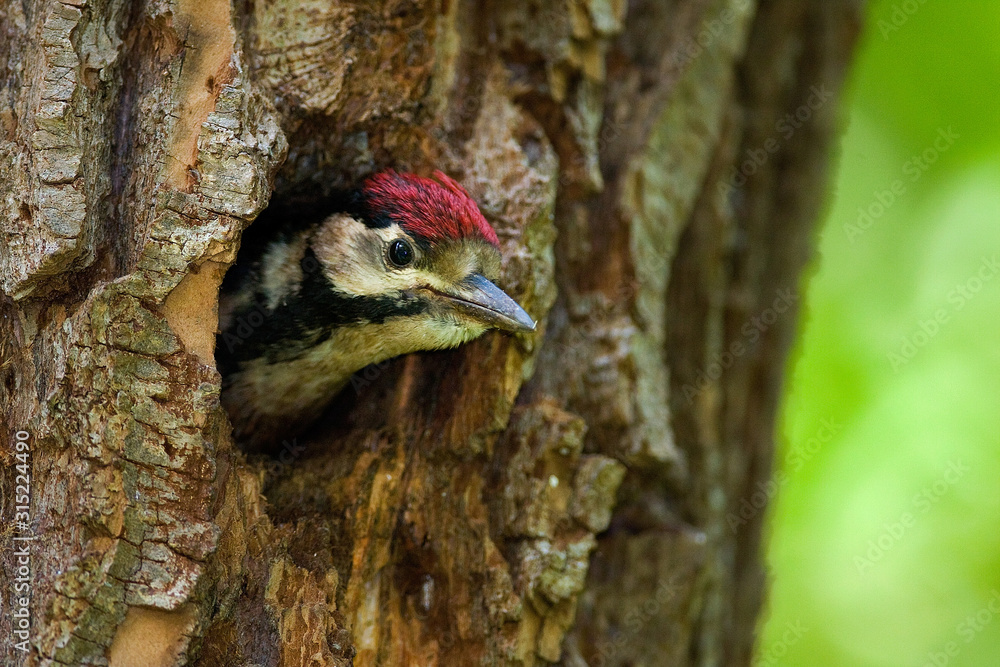 Obraz premium Young great spotted woodpecker on the nest in the willow forest