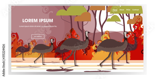 ostrich or emu running from forest fires in australia animals dying in wildfire bushfire burning trees natural disaster concept intense orange flames horizontal copy space vector illustration