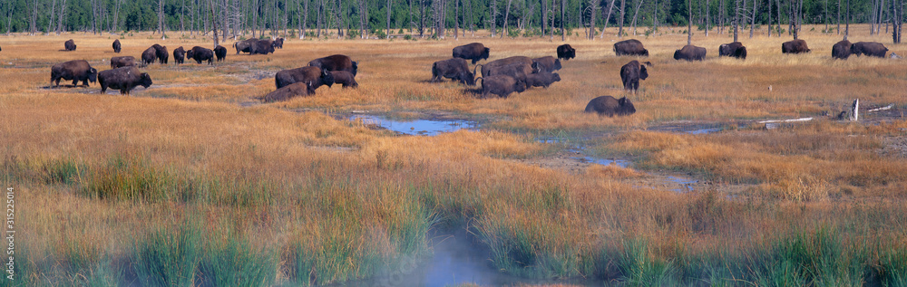 Buffalo grazing, Yellowstone National Park, Wyoming Buffalo grazing, Yellowstone National Park, Wyoming