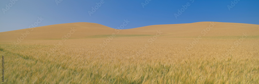 Wheat Fields, S.E. Washington Wheat Fields, S.E. Washington