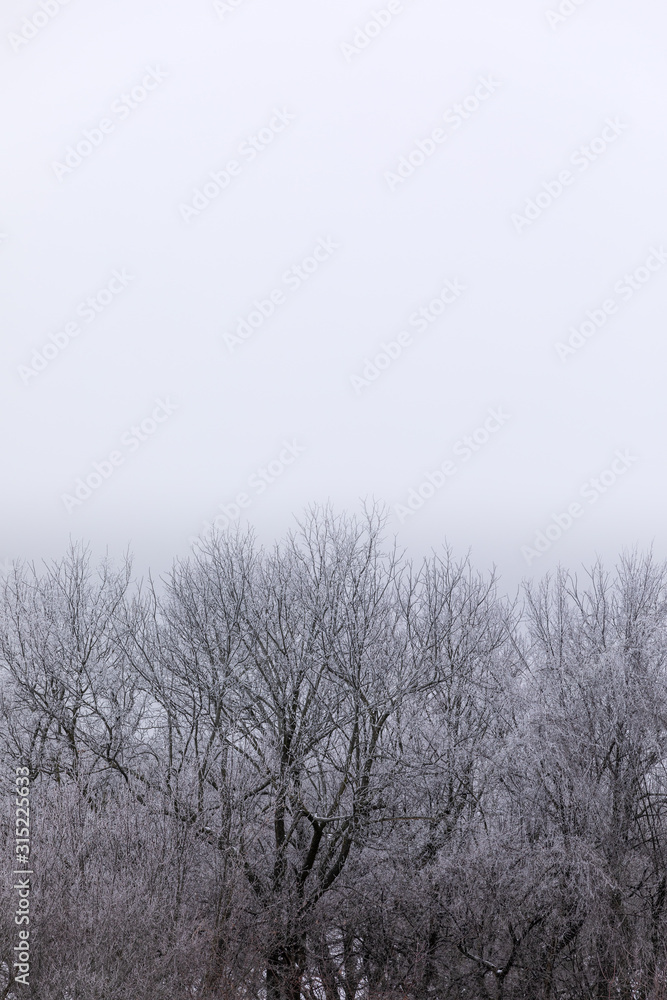 Winter trees with white gradient background for text Winter trees with white gradient background for text