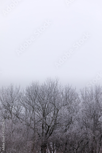 Winter trees with white gradient background for text
