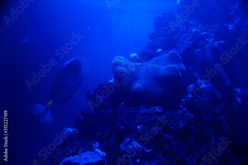 Underwater sea sponge expelling oxygen and water bubbles photo