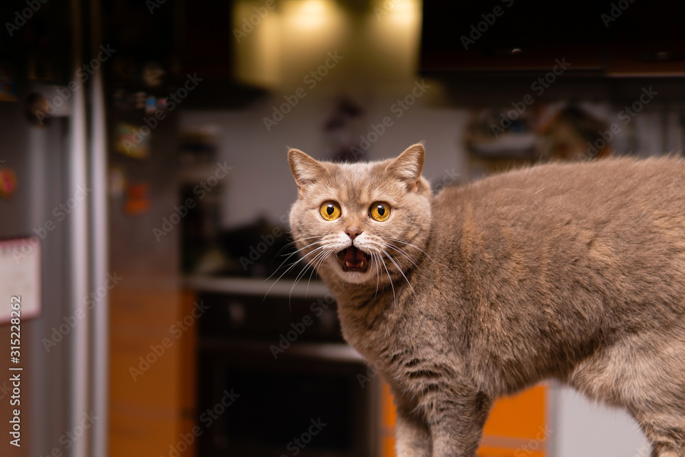 scottish straight cat looks very surprised