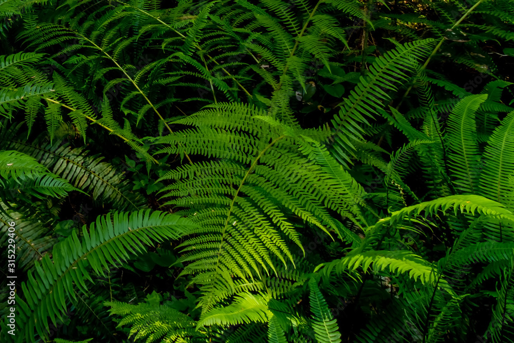 Up close with the forest wild ferns - Pacific Rim rain forest, BC, Canada