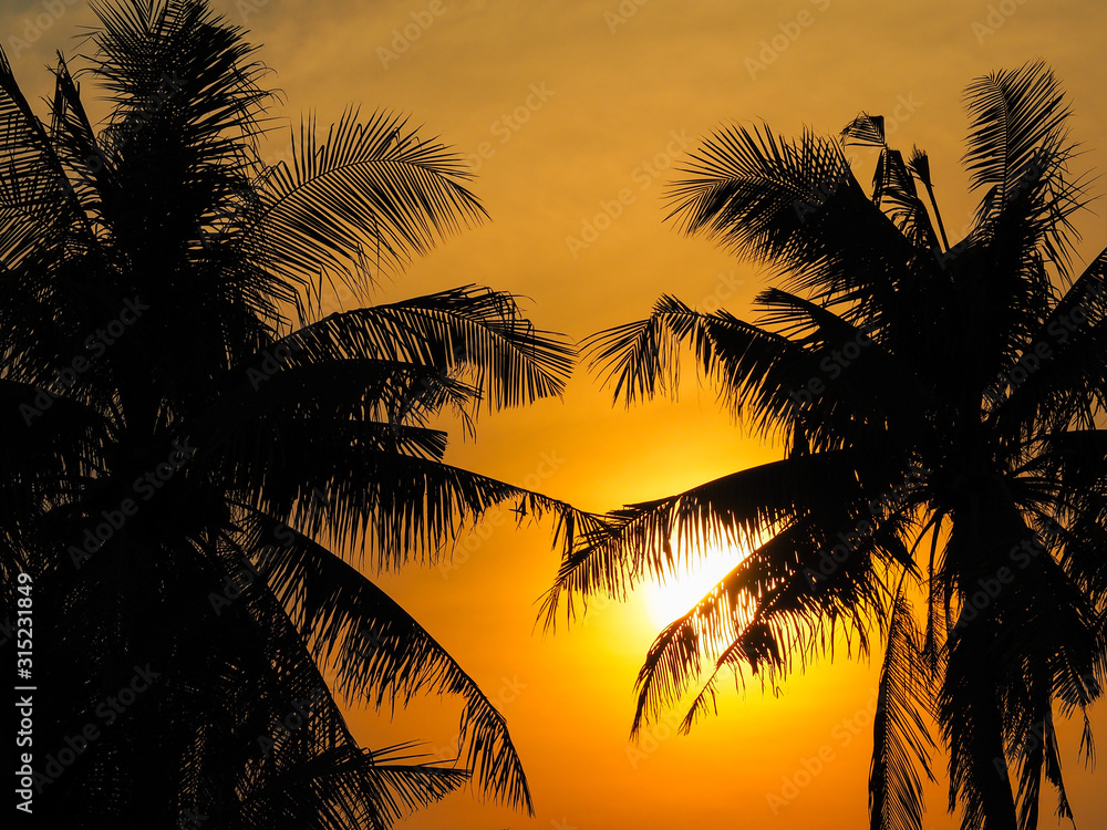 Silhouette coconut leaves tree at sunset dramatic sky.