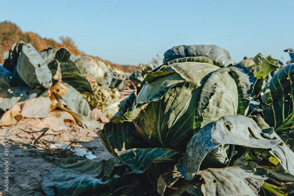 Landscape view of cabbage field Landscape view of cabbage field